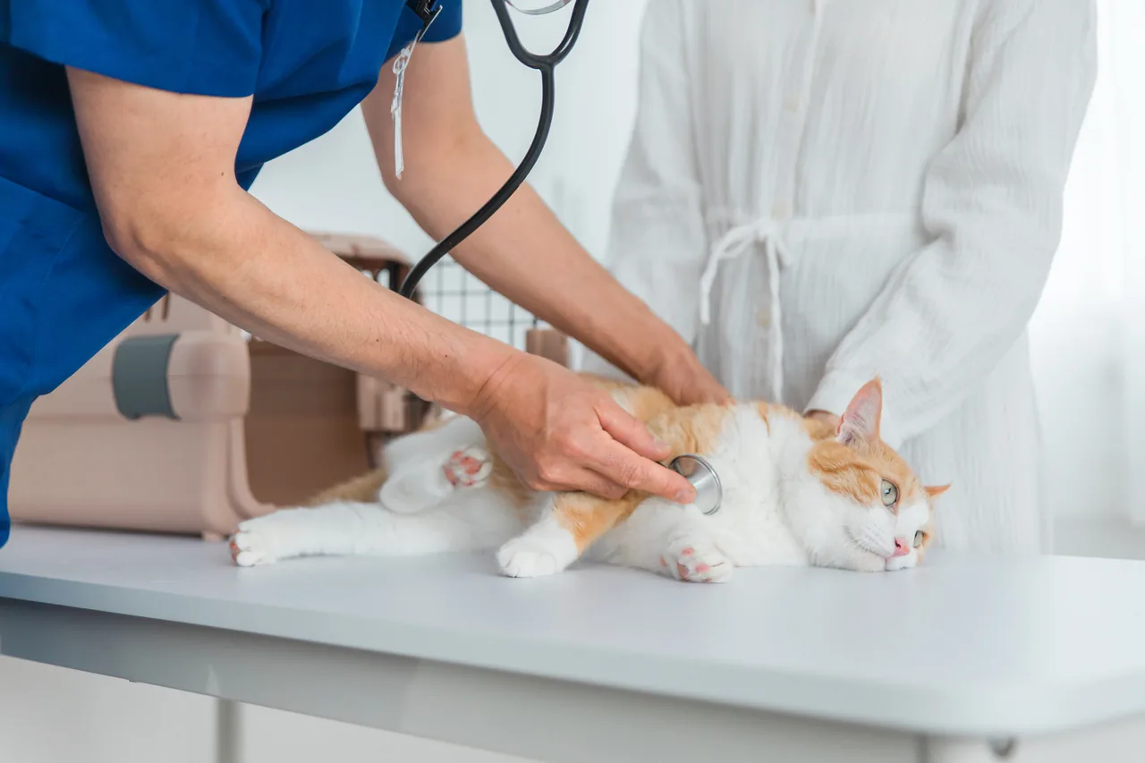 動物病院での診察